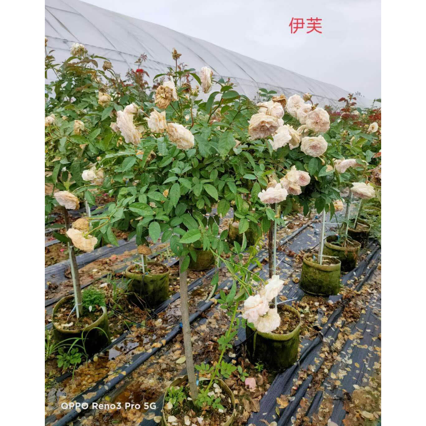 观赏盆栽四季玫瑰  青州四季玫瑰苗圃  花农自营价格优惠