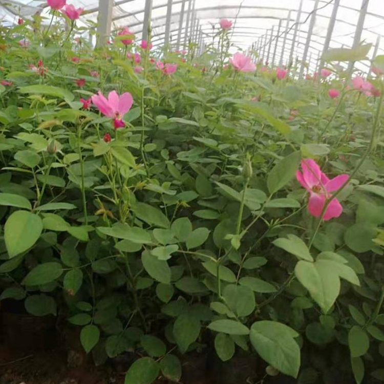 盆栽观赏丰花月季 丰花月季价格  丰花月季小苗  丰花月季苗圃直供