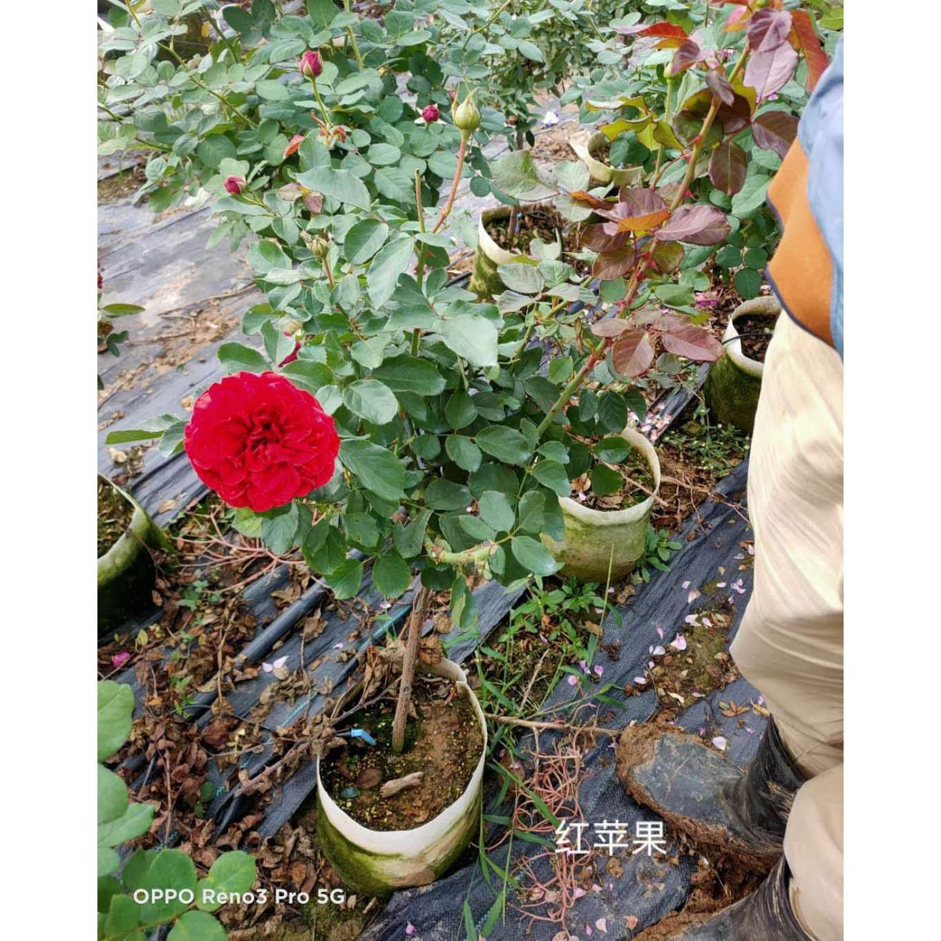 出售四季玫瑰  玫瑰种植基地  大量供应订购报价