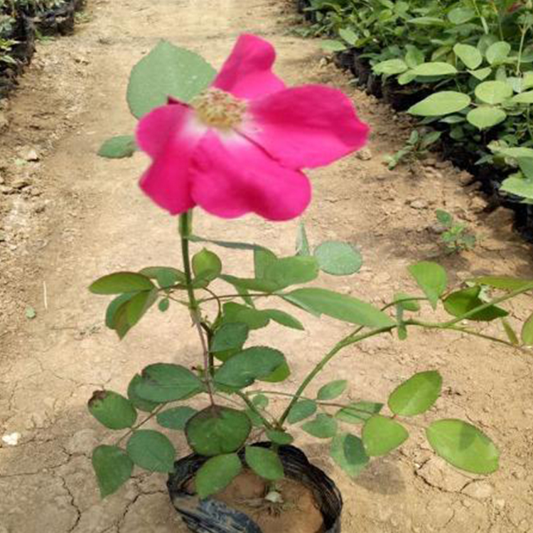 人行道绿化 丰花月季价格  丰花月季小苗  批发丰花月季