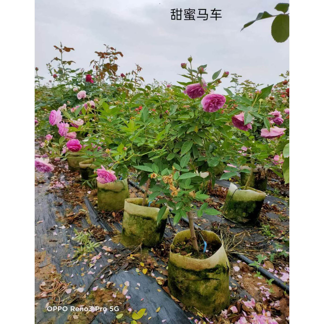 观光<em>农业</em>用四季玫瑰  四季玫瑰价格  大量供应订购报价