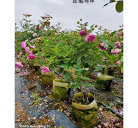 观光<em>农业</em>用四季玫瑰  四季玫瑰报价  四季开花