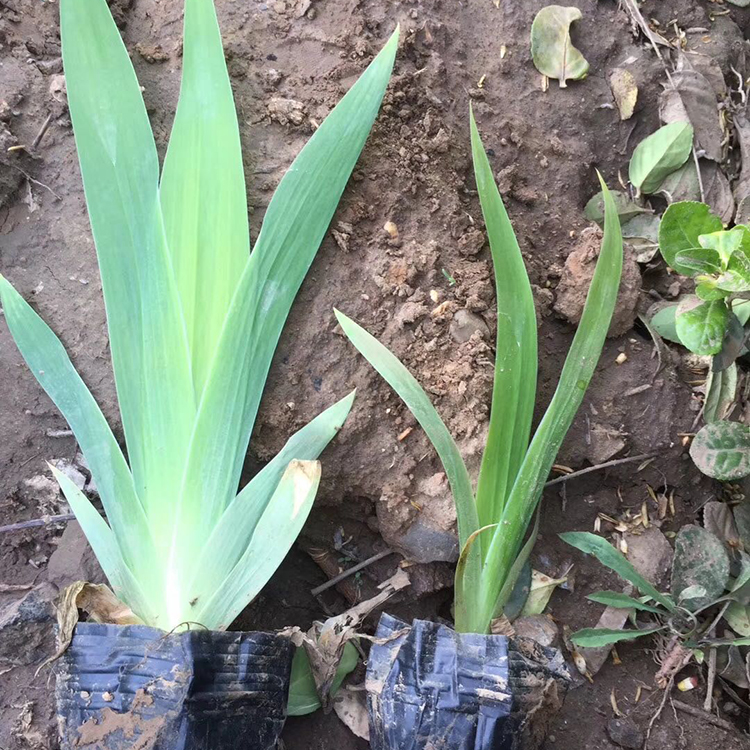 青州水生植物批发 涵香花卉供应 鸢尾杯苗 鸢尾价格