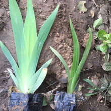 青州水生植物批发 涵香花卉供应 鸢尾杯苗 鸢尾价格