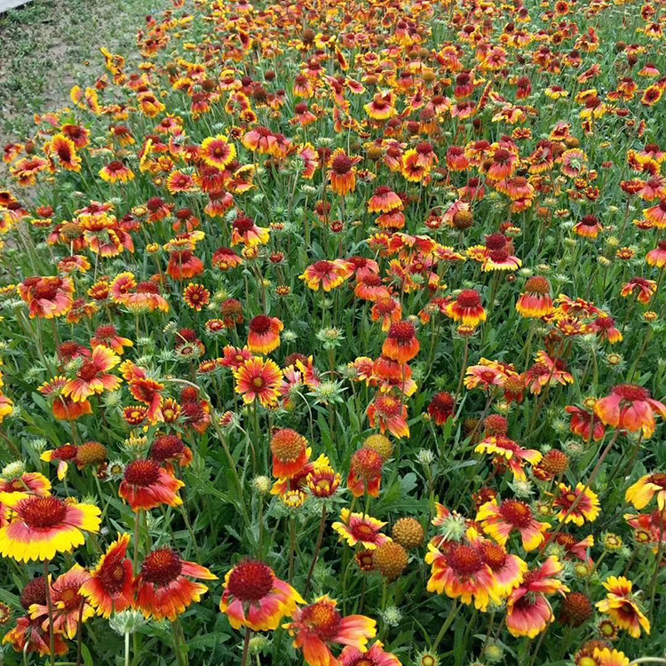 山东天人菊价格 天人菊苗 早春预定中 天人菊价格