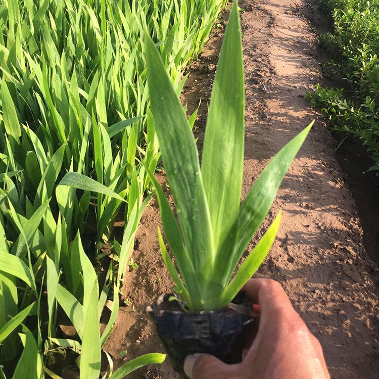 鸢尾苗价格 批发基地水生鸢尾 青州水生植物批发
