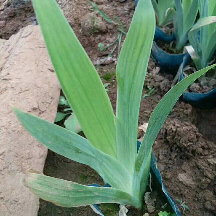 鸢尾杯苗 山东水生植物基地 苗圃供应好苗 鸢尾杯苗批发