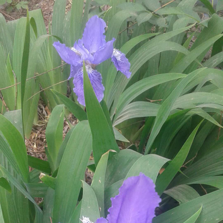 水生鸢尾苗 青州水生植物批发 基地供应 鸢尾批发