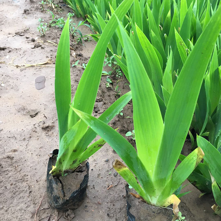 水生鸢尾苗 青州水生植物批发 苗圃供应好苗 鸢尾种植基地