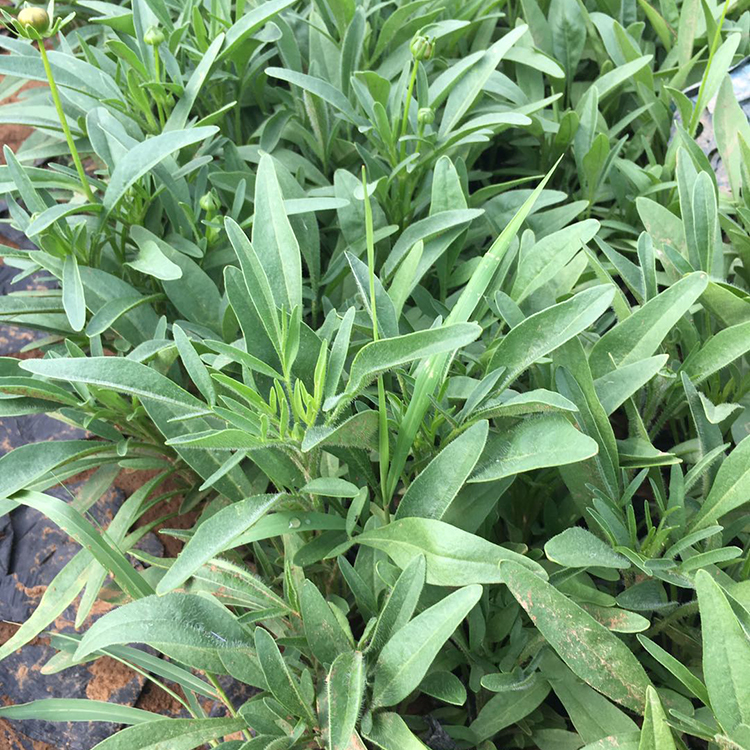 金鸡菊培育 山东喜光金鸡菊 适应性强的喜光金鸡菊