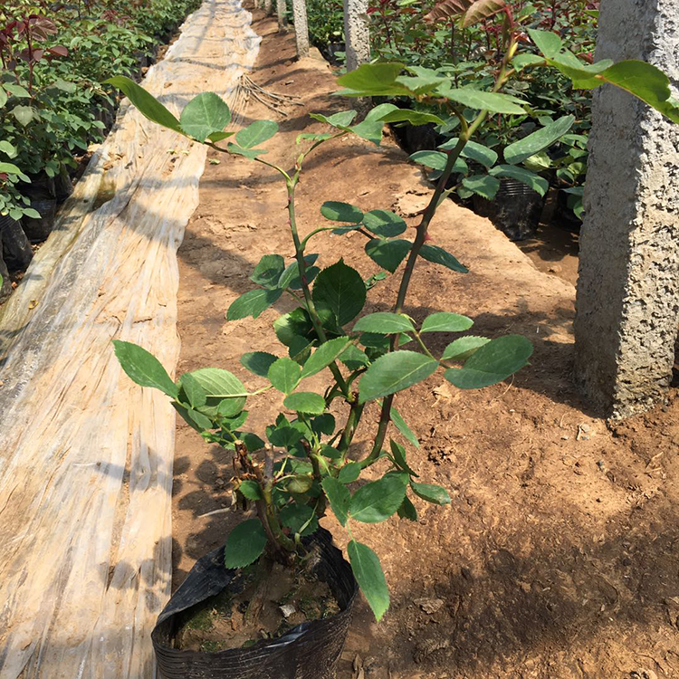 大花月季盆花 苗圃供应基地大花月季盆花 山东大花月季价格