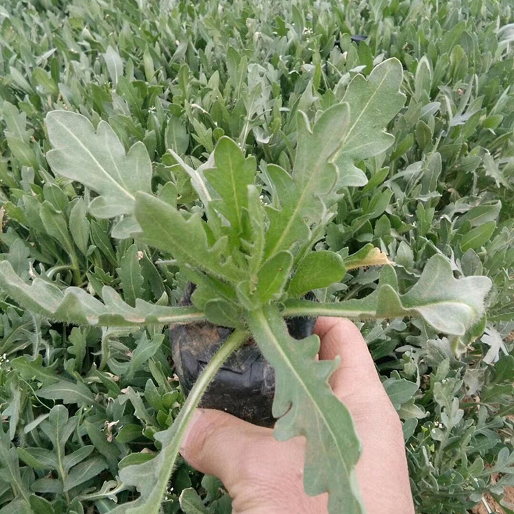 山东天人菊苗批发 天人菊 大量批发 天人菊苗批发