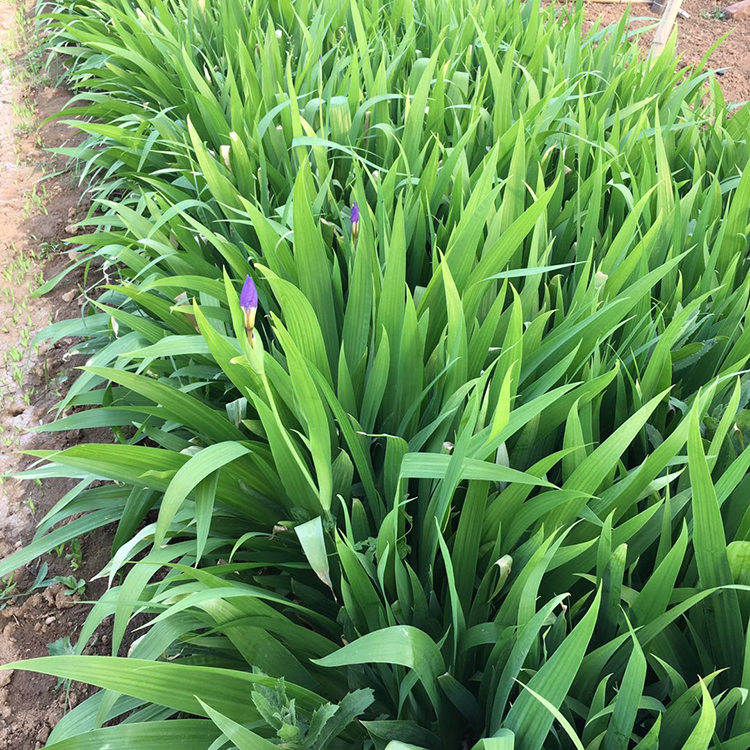 山东水生植物基地 批发基地 水生鸢尾 鸢尾种植基地