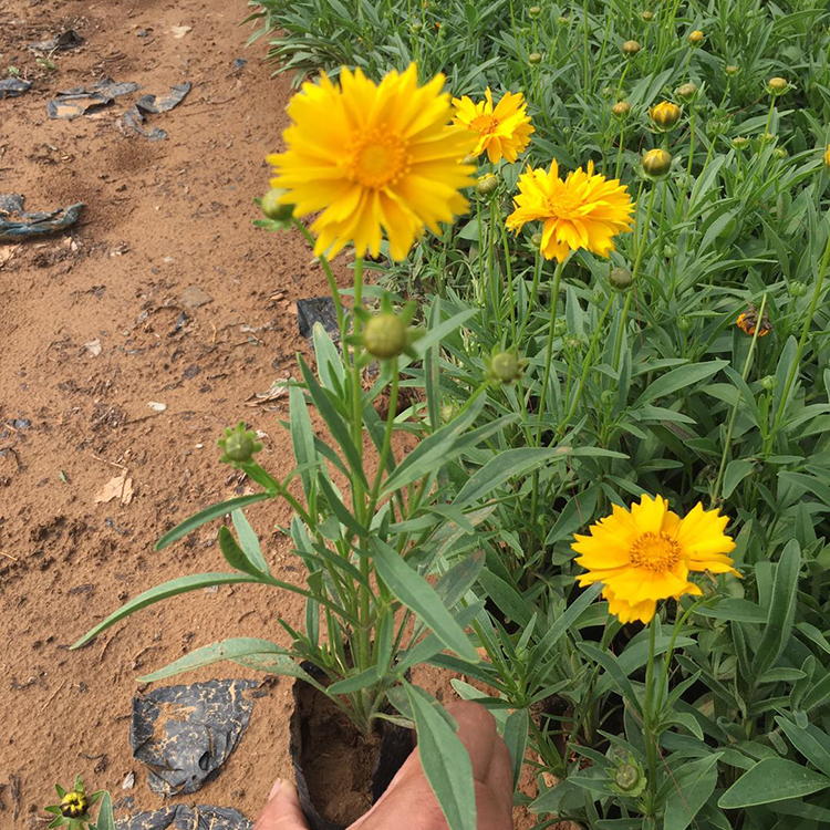 基地销售金鸡菊 青州耐寒耐旱金鸡菊 好栽培的耐寒耐旱金鸡菊