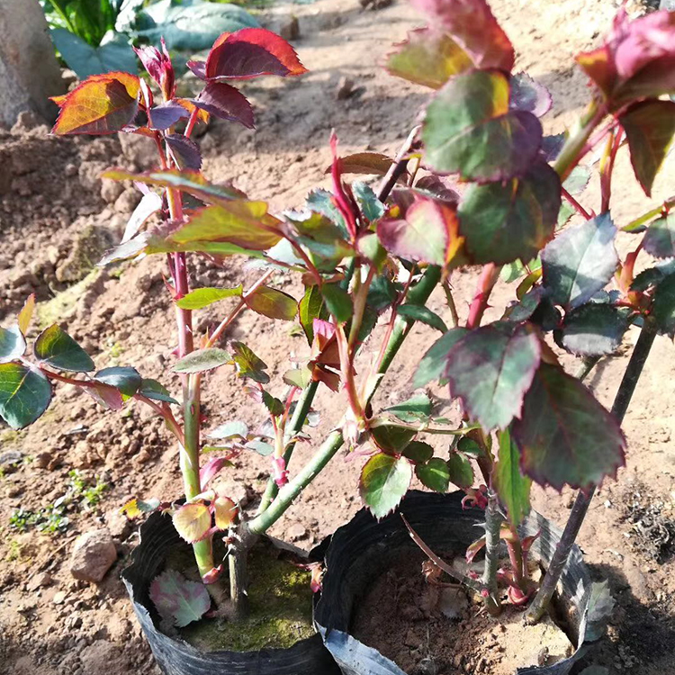 山东大花月季基地 批发基地大花月季 大花月季基地