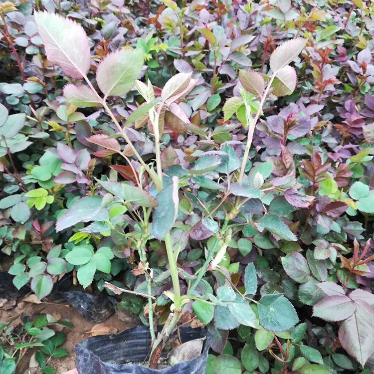 山东大花月季供应商 基地供应大花月季 大花月季供应商