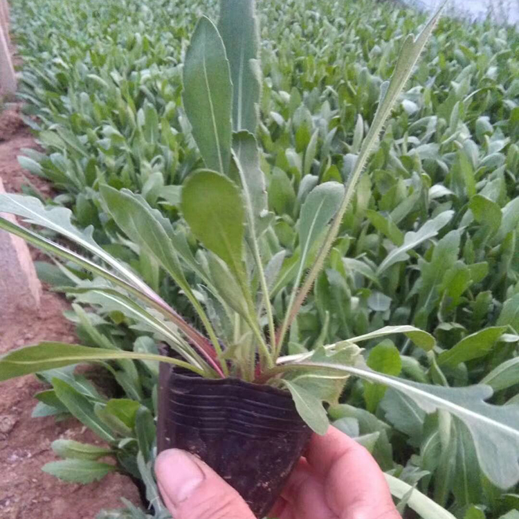 青州基地批发天人菊 天人菊杯苗 早春预定中 基地批发天人菊
