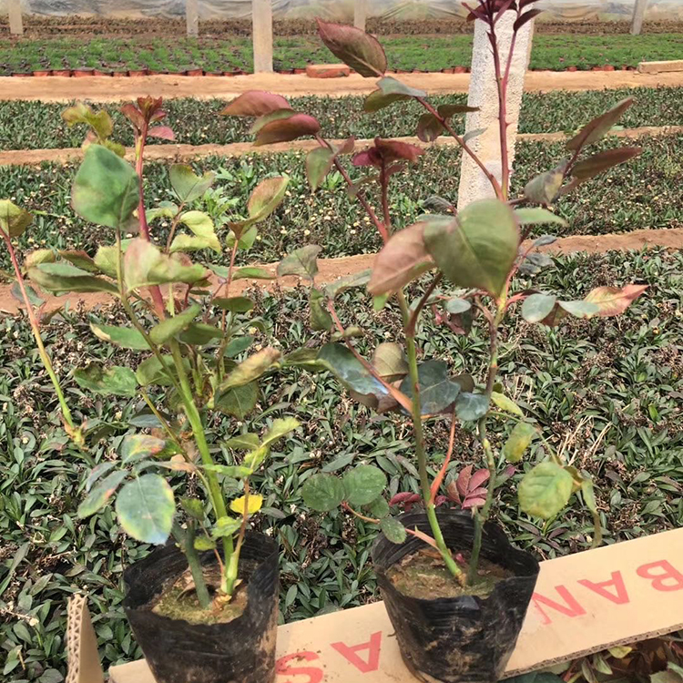 大花月季盆花 基地供应大花月季盆花 青州大花月季价格