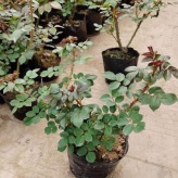 惠博  品种月季盆栽  可用作布置花坛、配植花篱、花架,
