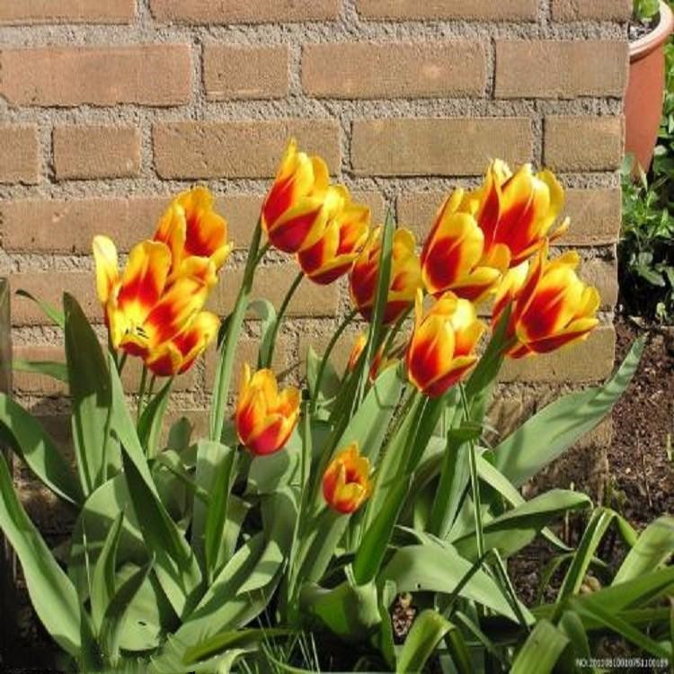 郁金香批发 花海苗木批发 青州郁金香盆花