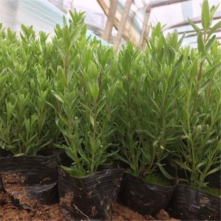 青州花卉基地 薰衣草 山东薰衣草 薰衣草基地培育