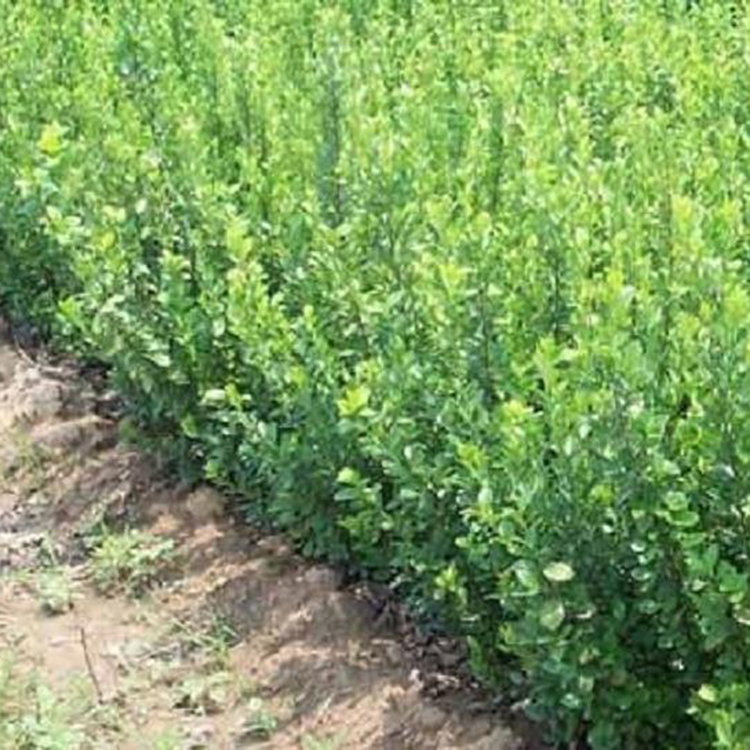 20-40公分 绿化用大叶扶芳藤 青州大叶扶芳藤种植基地