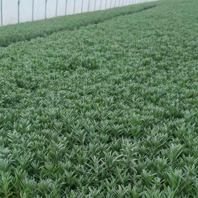 青州花海工程用苗薰衣草 大量批发成活好的 薰衣草基地培育