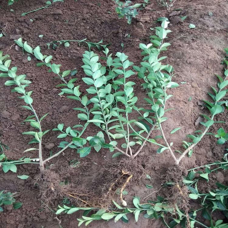 亩产高 绿化用大叶扶芳藤 青州大叶扶芳藤种植基地