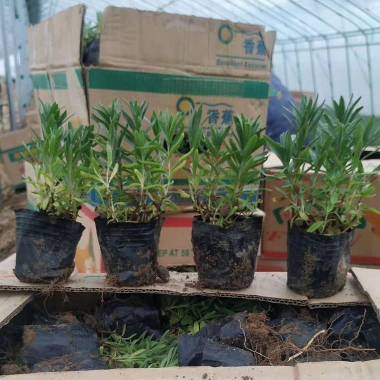 山东薰衣草 青州花卉基地 薰衣草基地培育