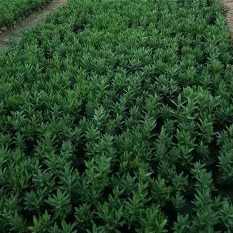 大量批发成活好的 绿化用薰衣草 山东薰衣草行情
