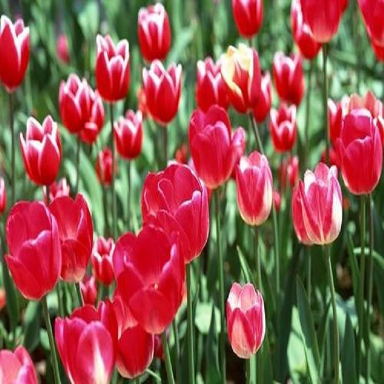 郁金香价格 来鑫花卉 山东郁金香盆花
