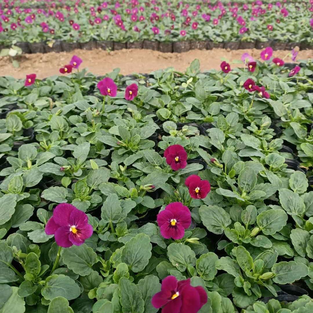 四季草花角堇  角堇报价  北京角堇