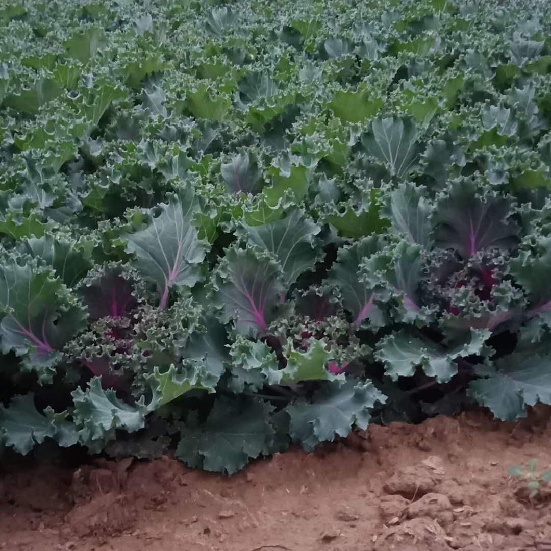 基地直销羽衣甘蓝  羽衣甘蓝批发  羽衣甘蓝种植基地
