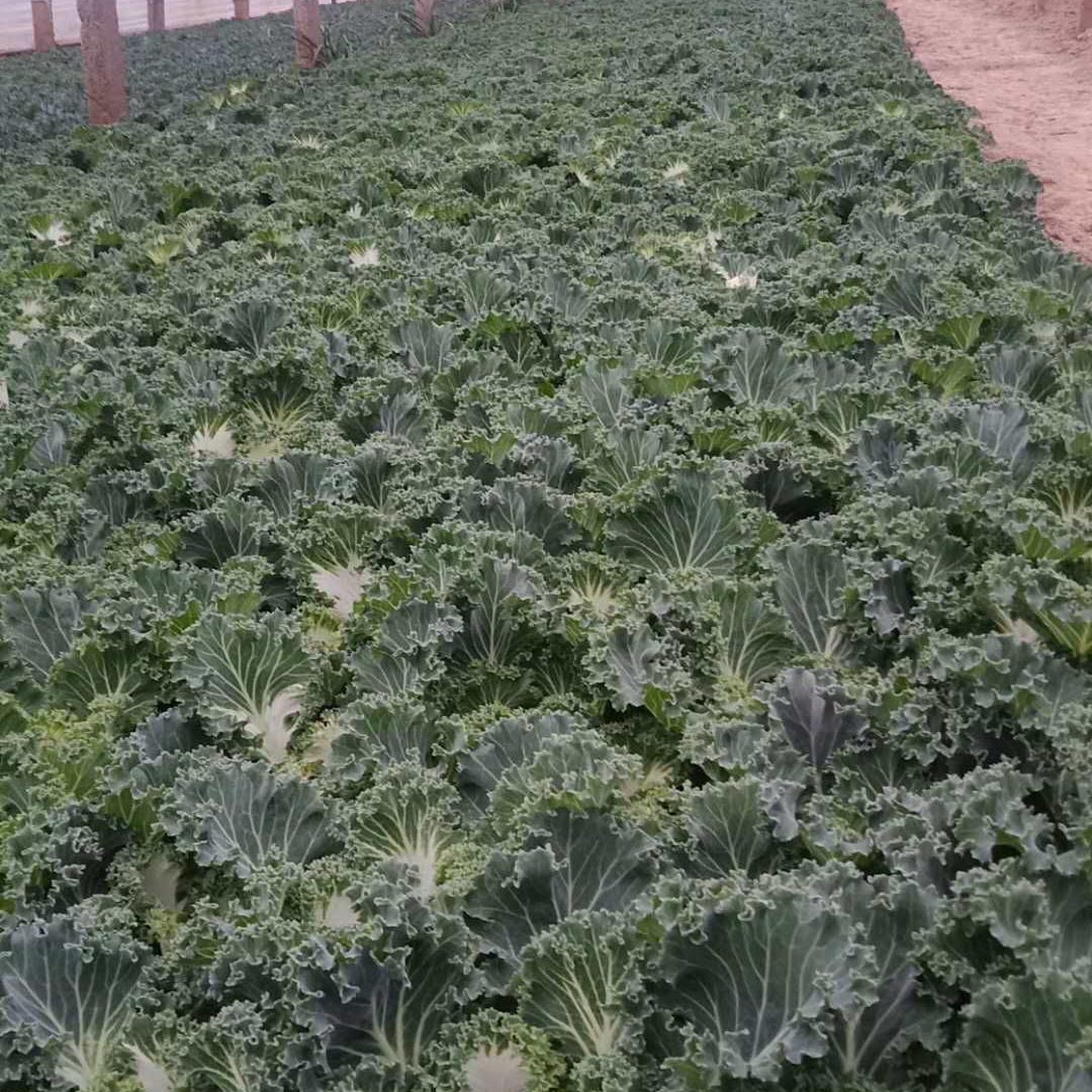 供应双色盆羽衣甘蓝  羽衣甘蓝报价  羽衣甘蓝培育基地