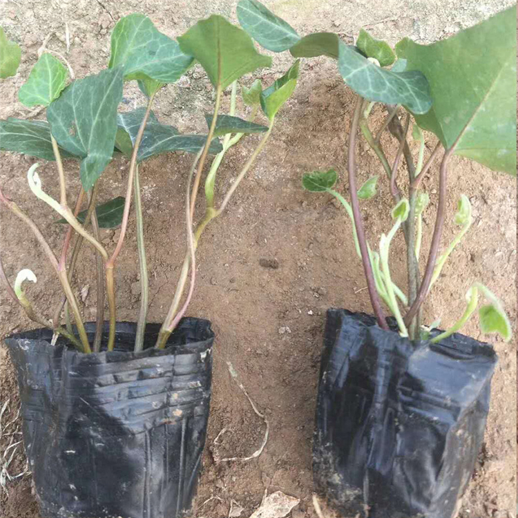 多年生宿根植物 常春藤价格 采购基地 常春藤小皮碗