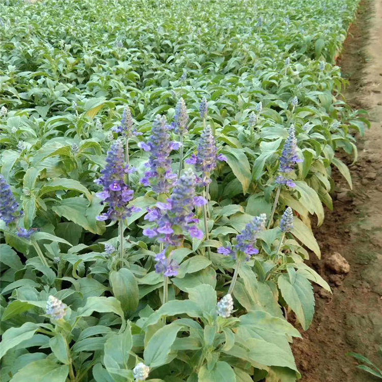 宿根鼠尾草 开春好苗子 青州宿根草花批发 鼠尾草价格