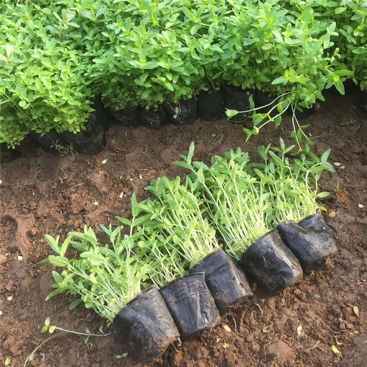 千屈菜 山东千屈菜基地批发