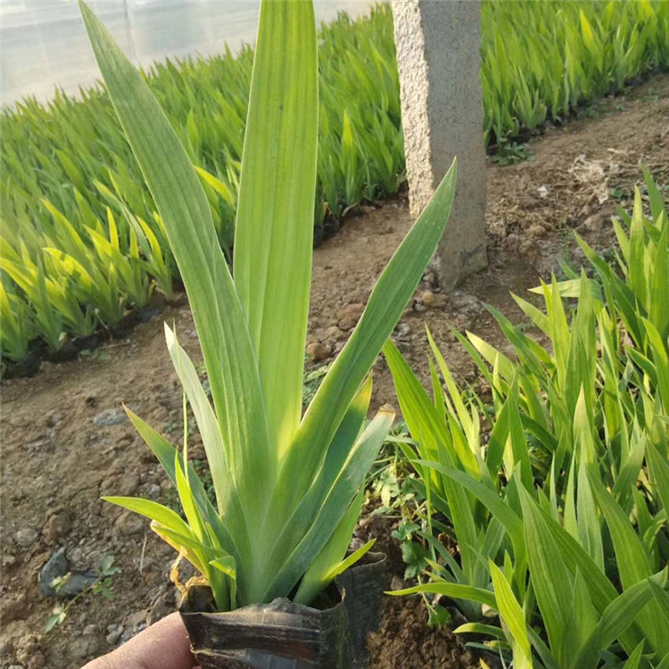 批发基地 青州水生鸢尾苗 水生鸢尾价格
