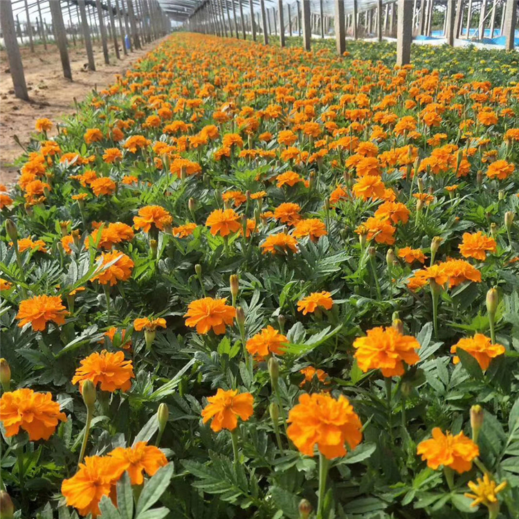 孔雀草种植基地 订购报价 孔雀草小苗 青州草花批发