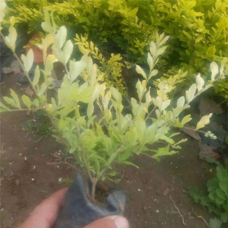 青州绿化苗木种植 金叶水腊杯苗 量大优惠 卖得好金叶水腊