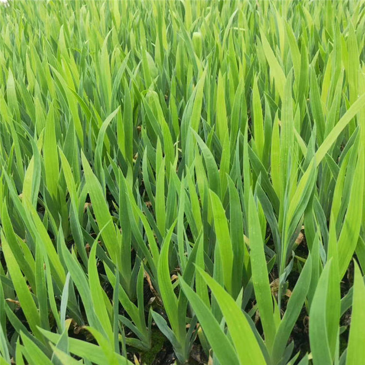 批发基地 山东鸢尾杯苗 水生鸢尾基地