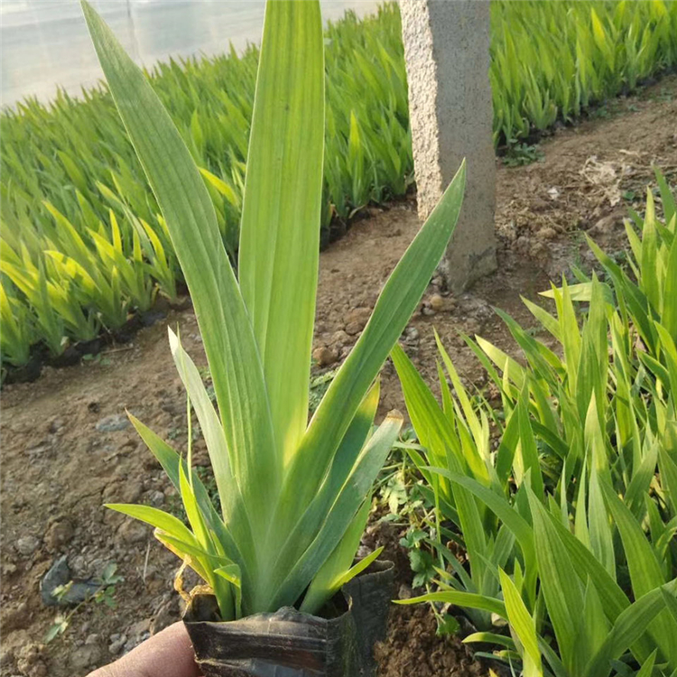 好苗供应 青州水生鸢尾 水生鸢尾基地