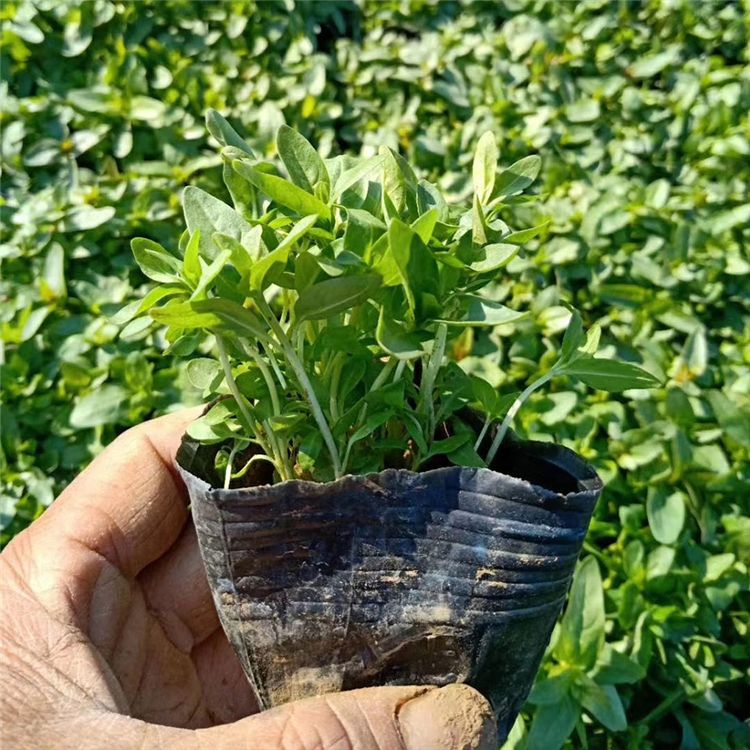 山东千屈菜 基地供应 千屈菜批发