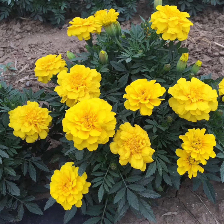 孔雀草供应商 价格实惠 孔雀草 青州草花批发