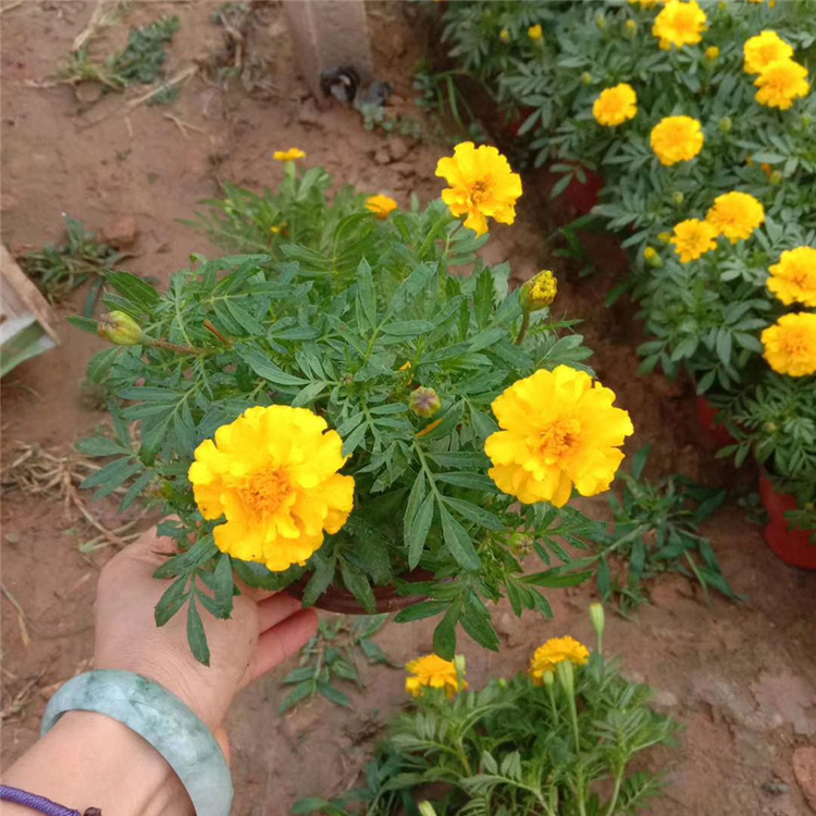 价格实惠 观赏花孔雀草 青州草花批发 孔雀草种植基地