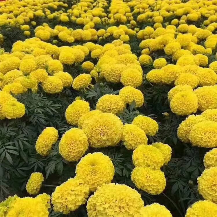 草花批发 价格实惠 观赏花孔雀草 青州草花批发