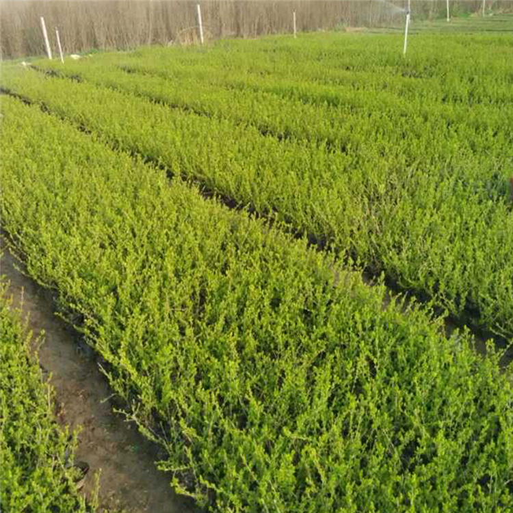 营养杯苗种植基地 金叶水腊杯苗 大量供应 卖得好金叶水腊