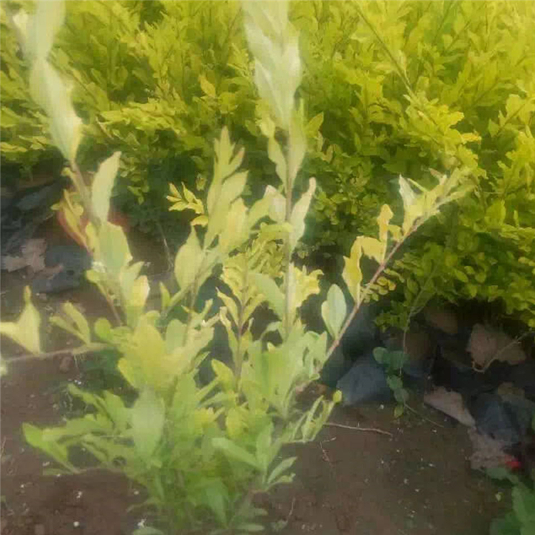 金叶水腊杯苗 大量供应 金叶水腊基地