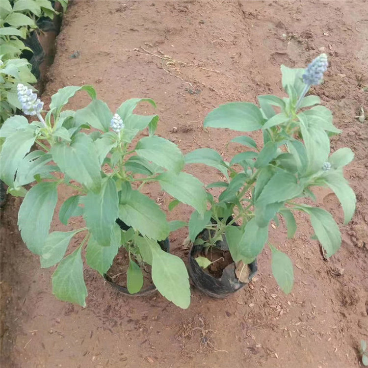 草花基地 鼠尾草杯苗 大量批发 鼠尾草价格