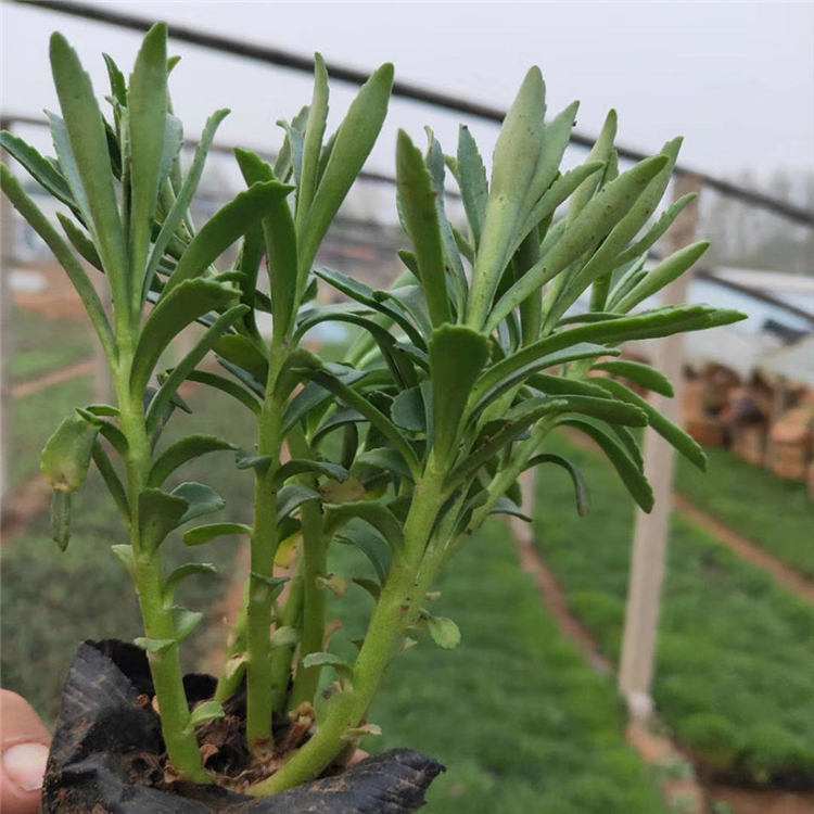 三七景天价格 苗圃基地批发 绿植三七景天